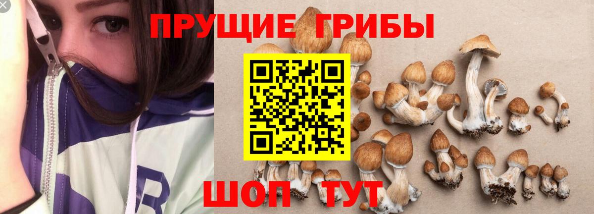 Псилоцибиновые грибы прущие грибы Всеволожск